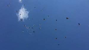 Кормим молодых голубей перед гоном. Несколько способов как обгонивать молодых голубей