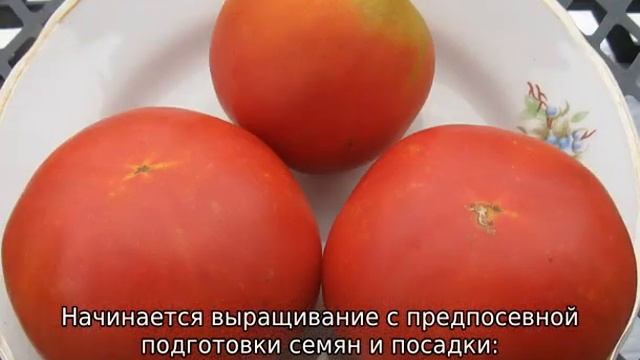 Томат Персик смотреть онлайн