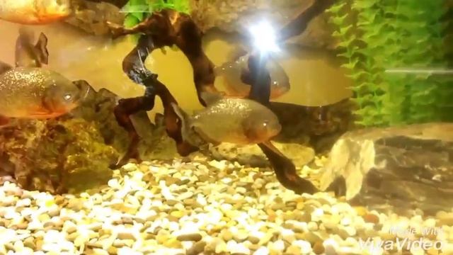 Пиранья краснобрюхие,АКВА БЛЮЗ, Челябинск смотреть онлайн