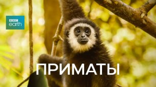 Фильм BBC. Приматы. (Primates 2020). Серия 1 из 3 : Секреты выживания.