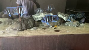 Фронтоза при дневном освещении! 
#фронтоза освещение