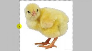 Как убрать простой фон с картинки в Фотошопе