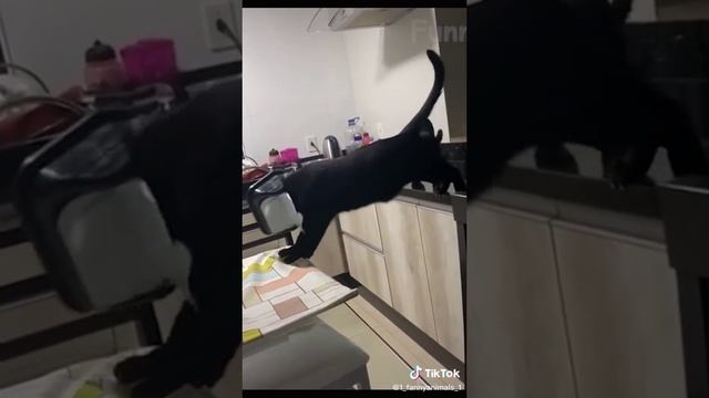 Домашние животные. ржачные приколы посмотрите. смех до слез. 35 часть