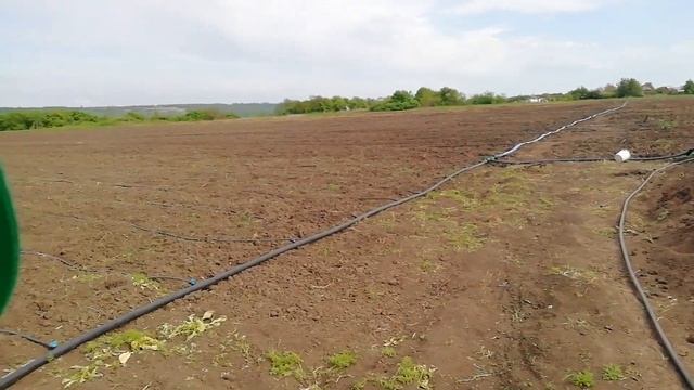 Полив томата в открытом грунте