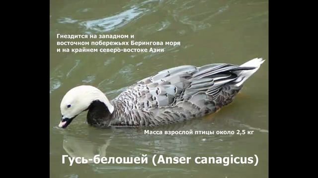 СЕМЕЙСТВО УТИНЫЕ, род Гуси смотреть онлайн