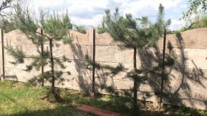 ШАРОВИДНАЯ СОСНА СВОИМИ РУКАМИ. ФОРМИРУЕМ КРОНУ СОСНЫ