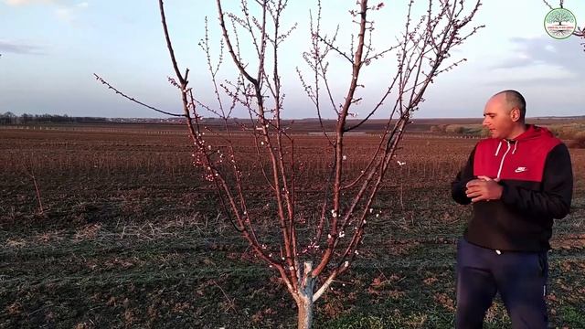 Система формировки абрикоса "Поздняя ваза". Обрезка абрикоса весной. Обрезка абрикоса чаша. смотреть онлайн