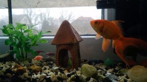 Кормят золотых рыбок в аквариуме 4K