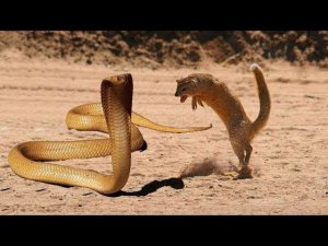 Мангуст против Кобры - Стратегия против Тактики
