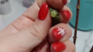 Размножить гортензию почкой легко!