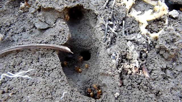 Ant village - Panasonic Lumix FZ-38 смотреть онлайн