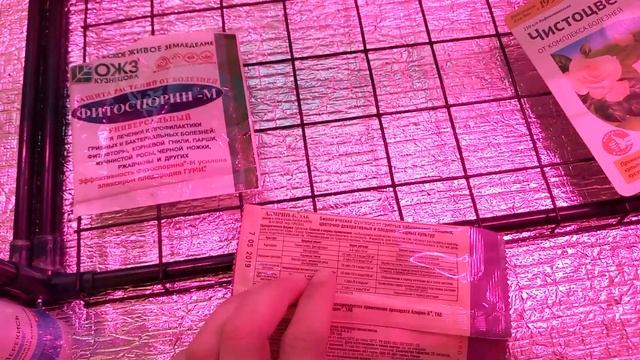 купила заражённую петунию ? / мучнистая роса на черенках вегетативной петунии / борьба с ней смотреть онлайн