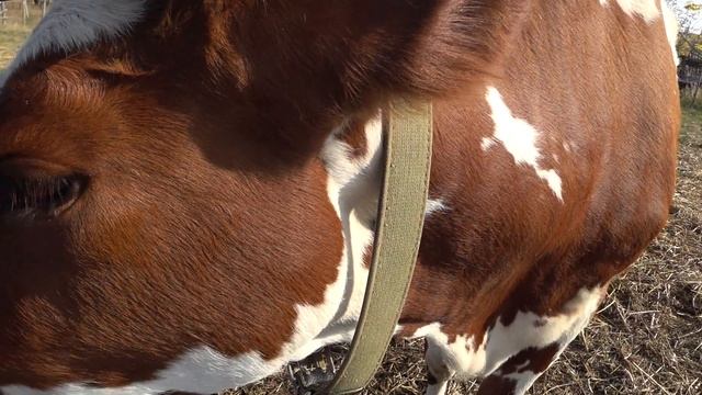 Осенний рацион наших коров . смотреть онлайн