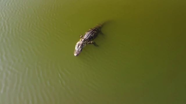 Встреча с Крокодилом Геной Почему нельзя отпускать собак и детей гулять без присмотра Флорида США смотреть онлайн