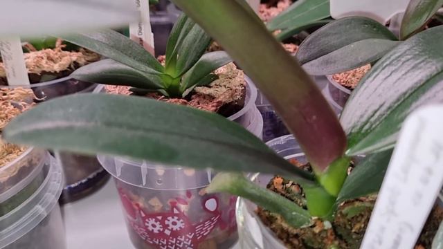 Орхо Сюрпризы | Реанимация и Восстановление Орхидей смотреть онлайн