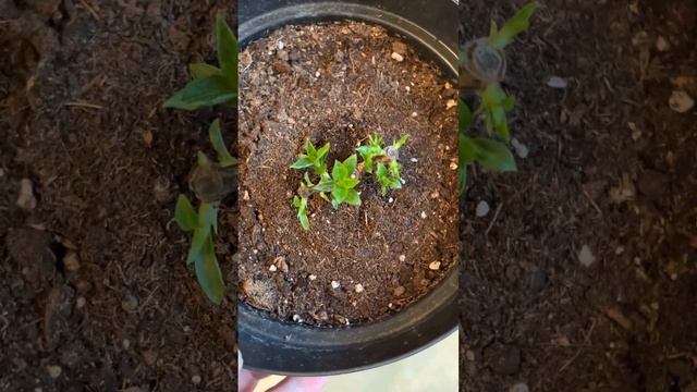 ?Гортензия Сандей Фрайз после обрезки Как проснулись почки смотреть онлайн