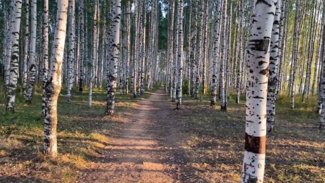 #нижнийновгород рассвет в березовой роще