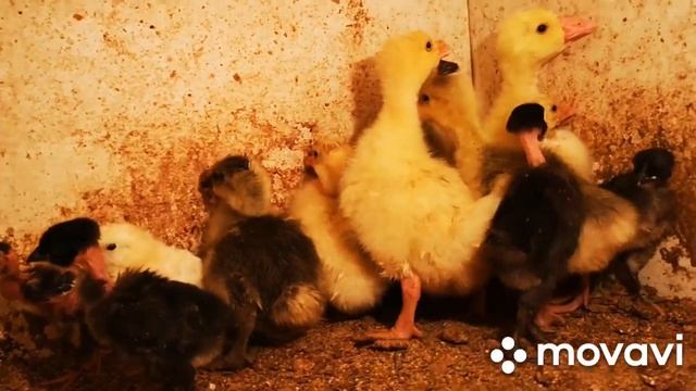 Утята мускусной утки индоутки вывод 2021 смотреть онлайн