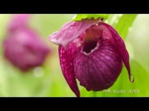 Венерин башмачок крупноцветковый (Cypripedium macranthos)