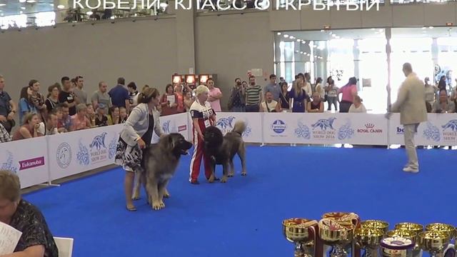 4 ИНТЕРНАЦИОНАЛЬНАЯ МОНОПОРОДНАЯ ВЫСТАВКА «КАВКАЗСКИЕ ОВЧАРКИ 2016» www.r-risk.ru +79262205603 смотреть онлайн