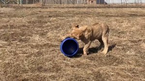 Психология львов и поведение в прайде. Рассказываем Вам и показываем играющих львят!