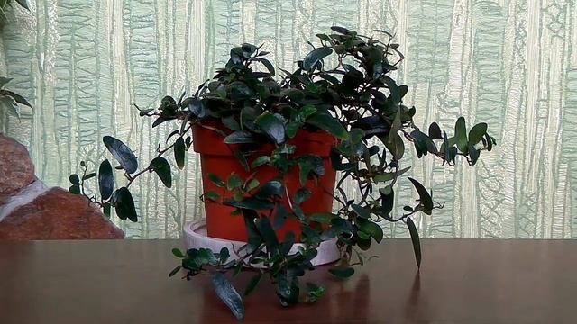 Обзор ФИКУСА pumila "ANUK". Комнатное цветоводство
