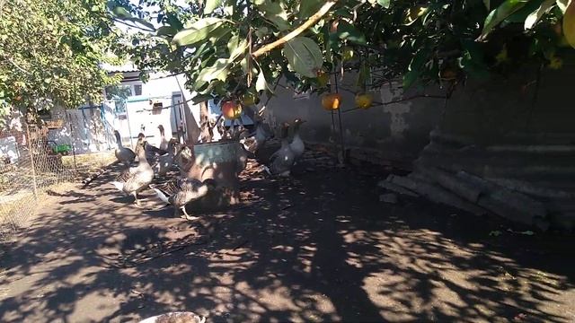 Интересно узнать какой это сорт яблок ? смотреть онлайн