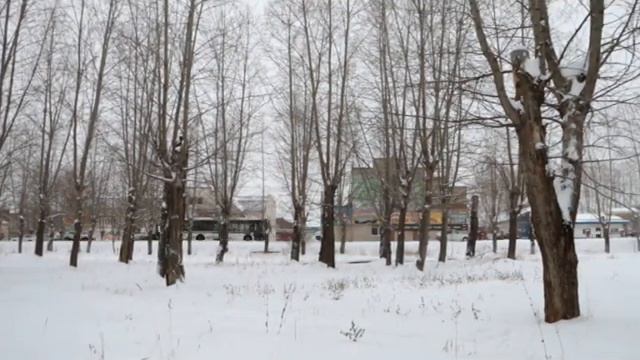 Единственный в городе пес-поводырь нуждается в спецплощадке для выгула