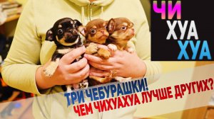 Чихуахуа – лучшая порода декоративных собак! Милые щенки чихуахуа.