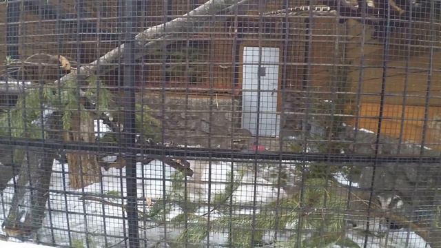 Ленинградский зоопарк часть 3 смотреть онлайн