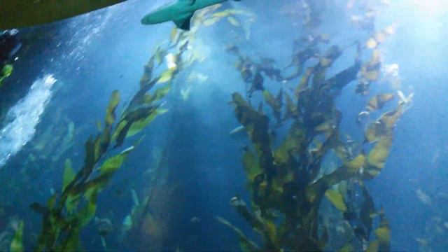 Океанографік-L'oceanogràfic-Валенсія ІСПАНІЯ(Океанографічний парк Валенсія)