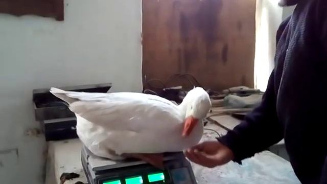 Вес гусей линейного гибрида. смотреть онлайн