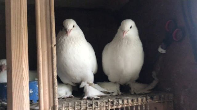 Бойные Голуби ?Обращаем Ваше внимание на голову, глаза, клюв #pigeon #бойныеголуби #голуби #tbilisi смотреть онлайн