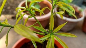 Mango Growing Techniques with Aloe Vera Grow Strong and Yield Fast | How to grow mango tree at home