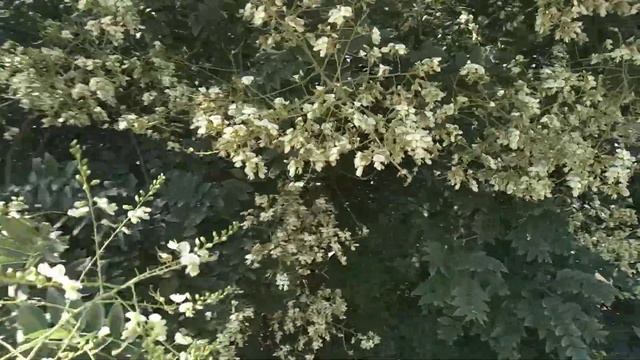 Цветет софора японская,основной поздне летний медонос на моем точке. смотреть онлайн