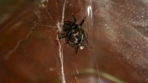 Спаривание каракуртов(перезалив)