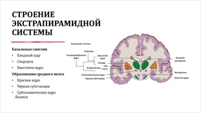 К.Б. Манышева "Мозжечок. Экстрапирамидная система"