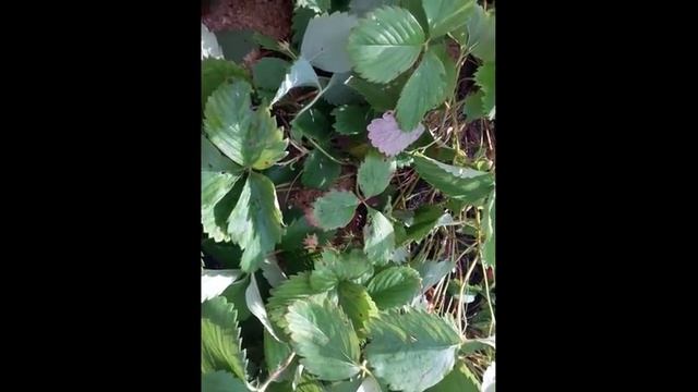 Бурые пятна на клубнике-Что это, как бороться.Вторая половина июля /Лен.обл. смотреть онлайн