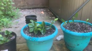 July 11, 2020 Gardenia Cuttings