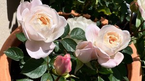 David Austin Rose - Desdemona