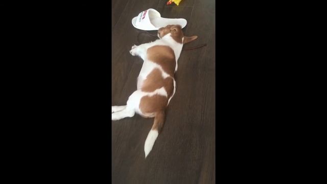 Прикол Щенок Джек Рассел Терьер спит смотреть онлайн