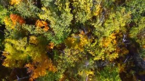 Урочище «ШОТСКИЙ ЛЕС»