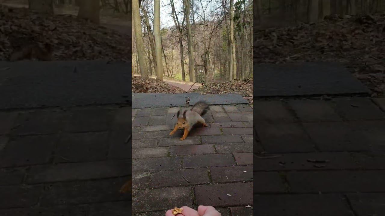 #зож #белки #весна #природавокруг #живаяприрода смотреть онлайн