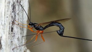 Самая крупная оса наездник Эфиальт-император, Parasitic wasp