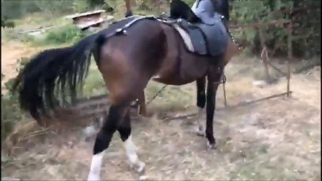 Украшенная сбруя для лошади. Видео от заказчика из Северной Осетии смотреть онлайн