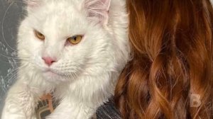 Девушка купила маленького котёнка, но он вырос до размеров волка!