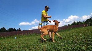 Тренировка с Аслауг. Малинуа