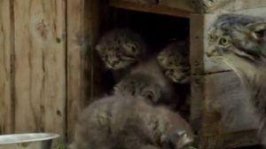 Wild cat Manul