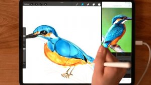 How to Draw Birds: Procreate Tutorial (for any level!)