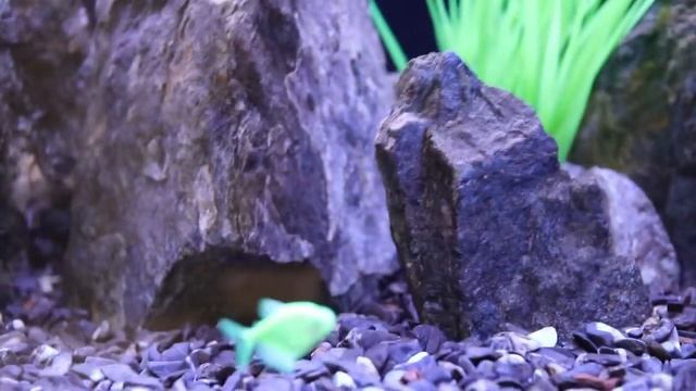 Тернеция карамелька смотреть онлайн